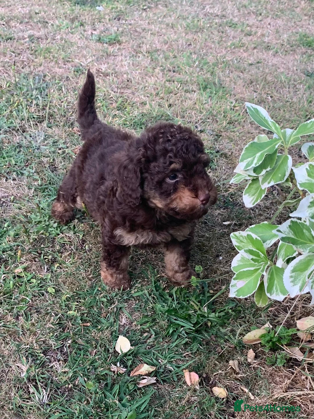 Cockapoo dogs for sale: Stunning F1B Cockapoo puppies  - Image 2