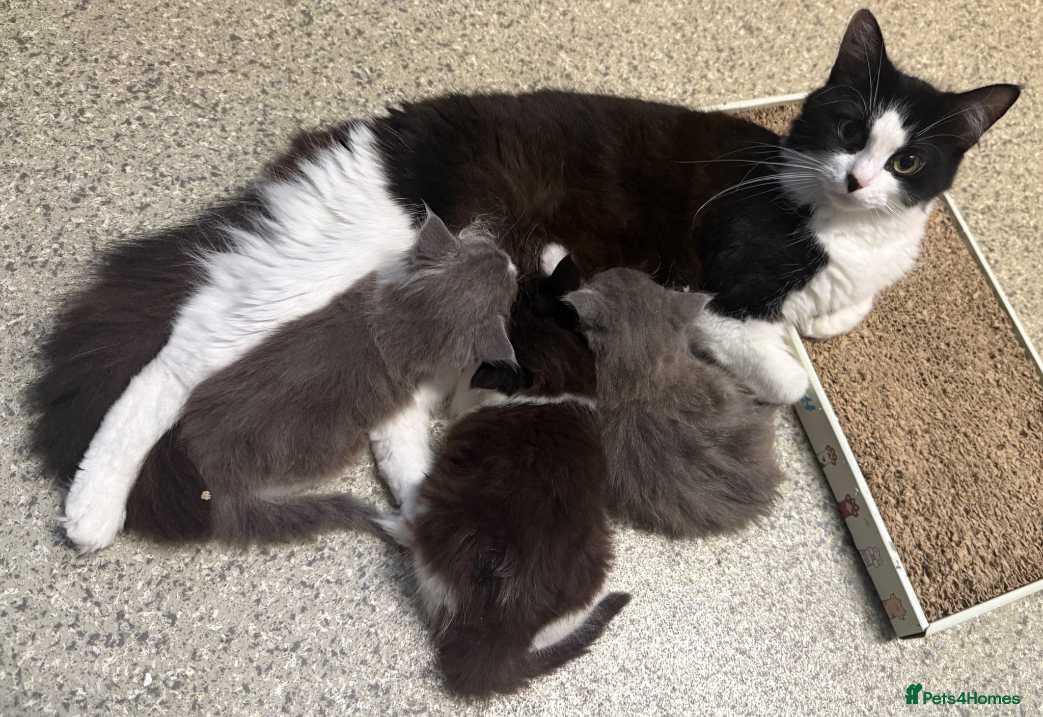 Mixed Breed cats for sale: Mixed Domestic Long Hair Kittens - 2 Girls & 1 Boy - Advert 12