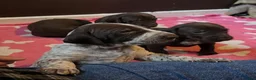 German Shorthaired Pointer dogs for sale: GSP puppies available to reserve - Advert 2