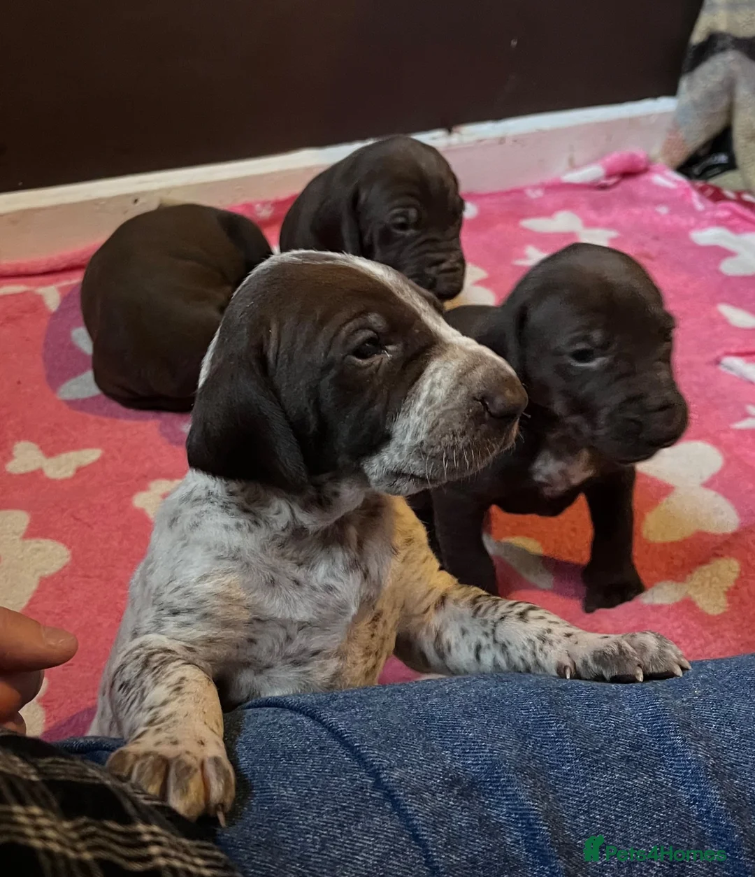 German Shorthaired Pointer dogs for sale: GSP puppies available to reserve - Advert 2