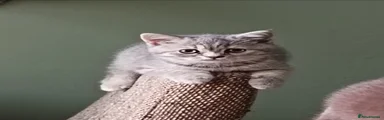 British Shorthair Kitten 4