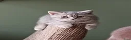 British Shorthair cats for sale: *Beautiful GCCF Reg'd Kittens*DNA Tested Parents* - Advert 15