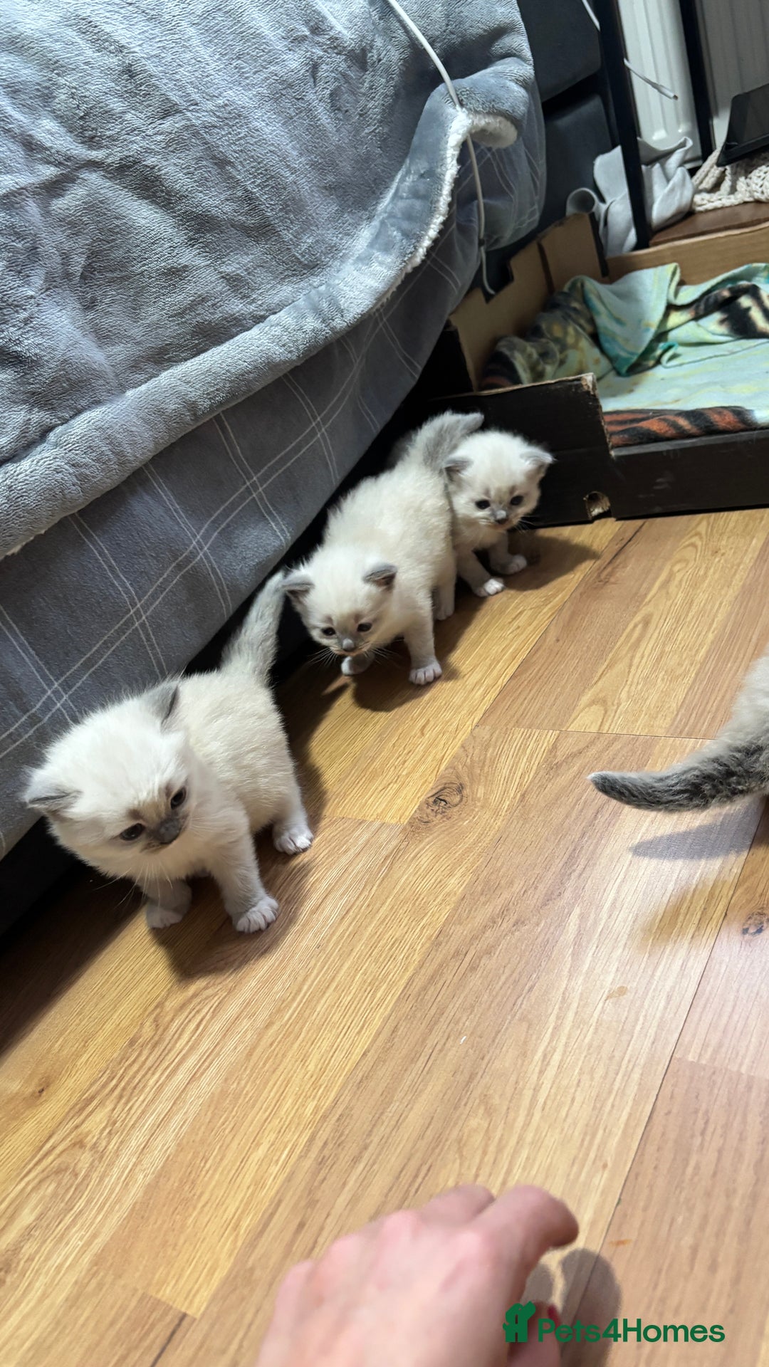 Ragdoll cats for sale: Blue eyed Ragdoll Kittens  - Advert 23