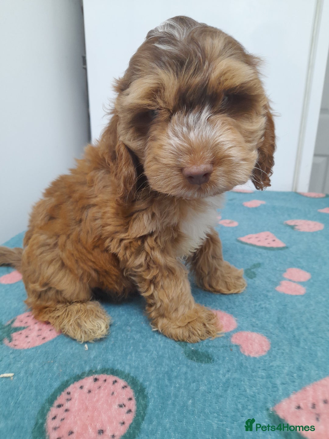 Cockapoo dogs for sale: Beautiful cockapoo puppies ready now - Advert 39