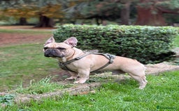 French Bulldog dogs for stud: Mr. Bruce 😎 - Image 2