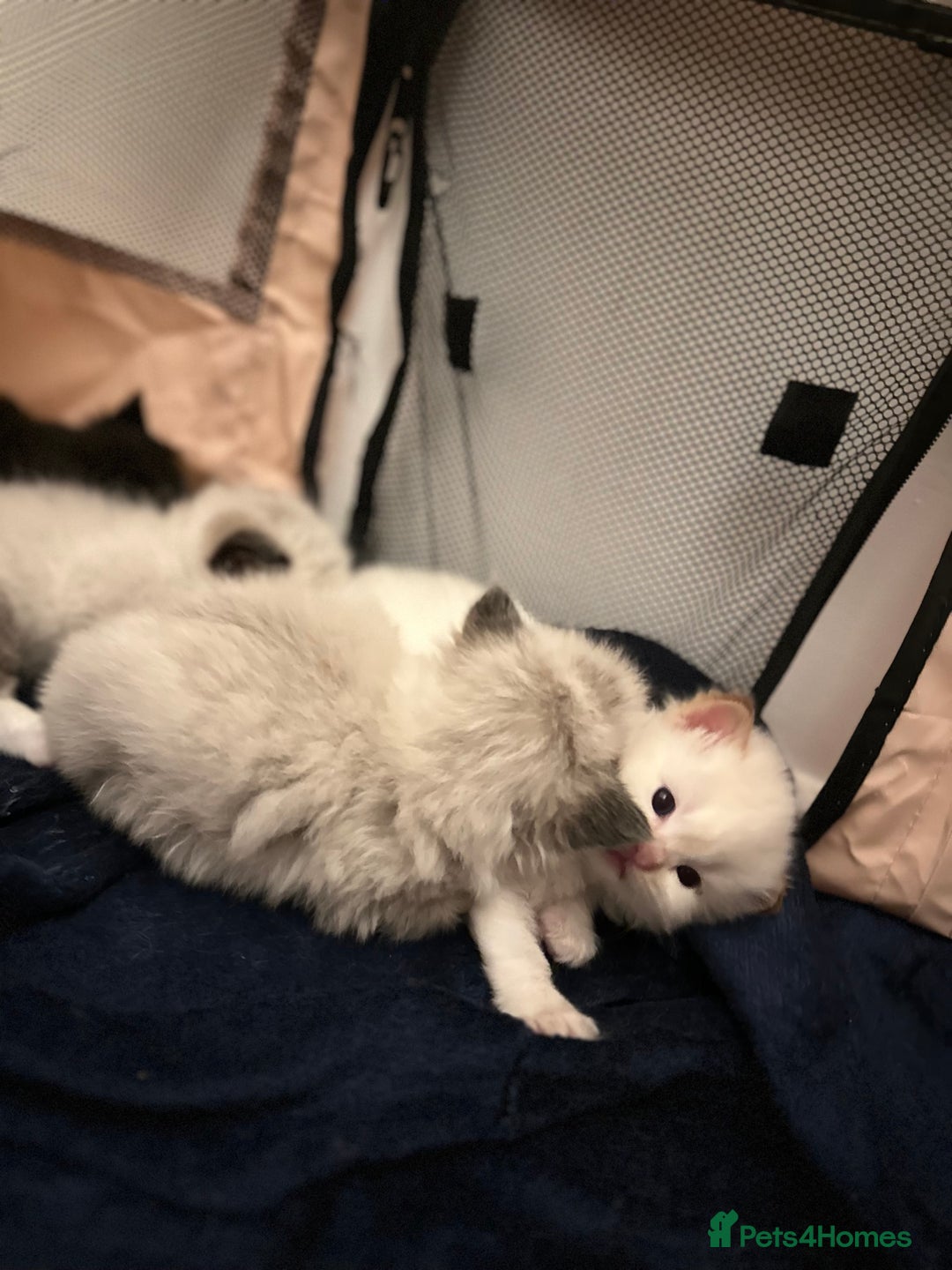 Ragdoll cats for sale: Ragdoll mix  - Advert 4