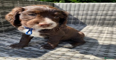 Sprocker dogs in King's Lynn - Advert 5