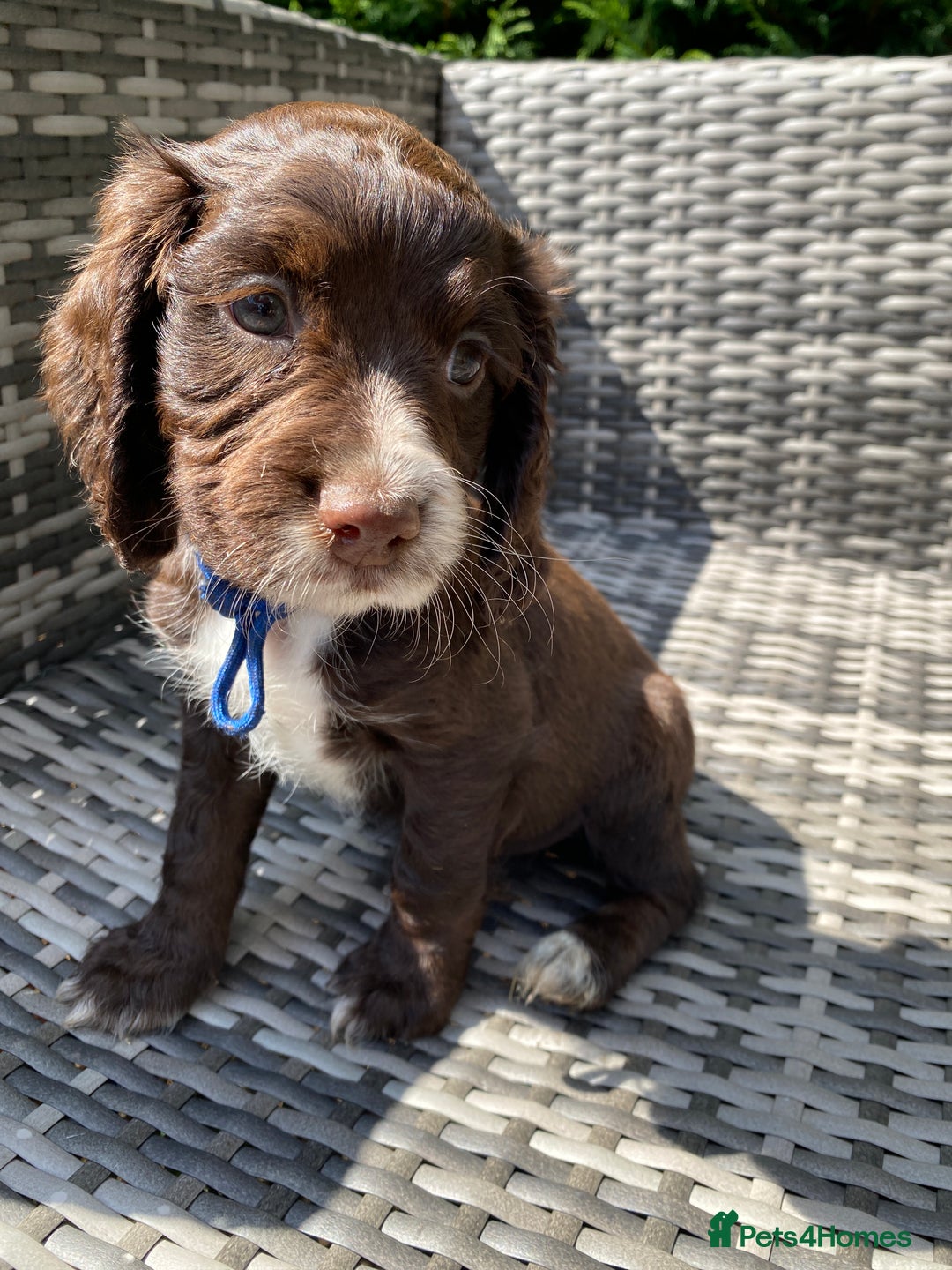 Sprocker dogs for sale: Beautiful F1 Sprocker Spaniel Puppies. in King's Lynn - Image 3
