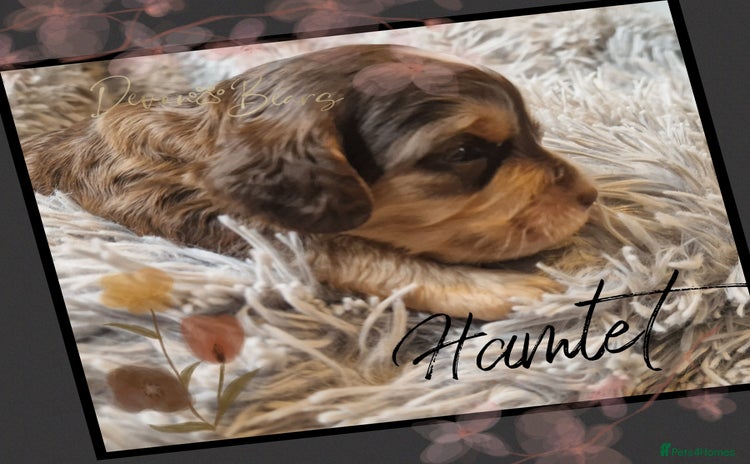 Cockapoo dogs - Advert 2