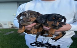Miniature Dachshund dogs for sale: Purebred mini doxies dapples shorthair - Image 1