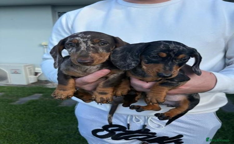 Miniature Dachshund dogs - Advert 1