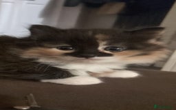 Mixed Breed cats for sale: Beautiful kittens  - Image 1