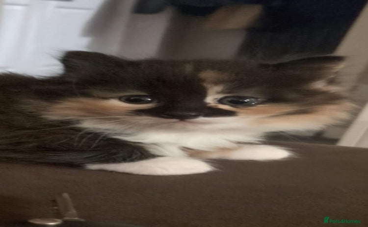 Mixed Breed cats - Advert 3