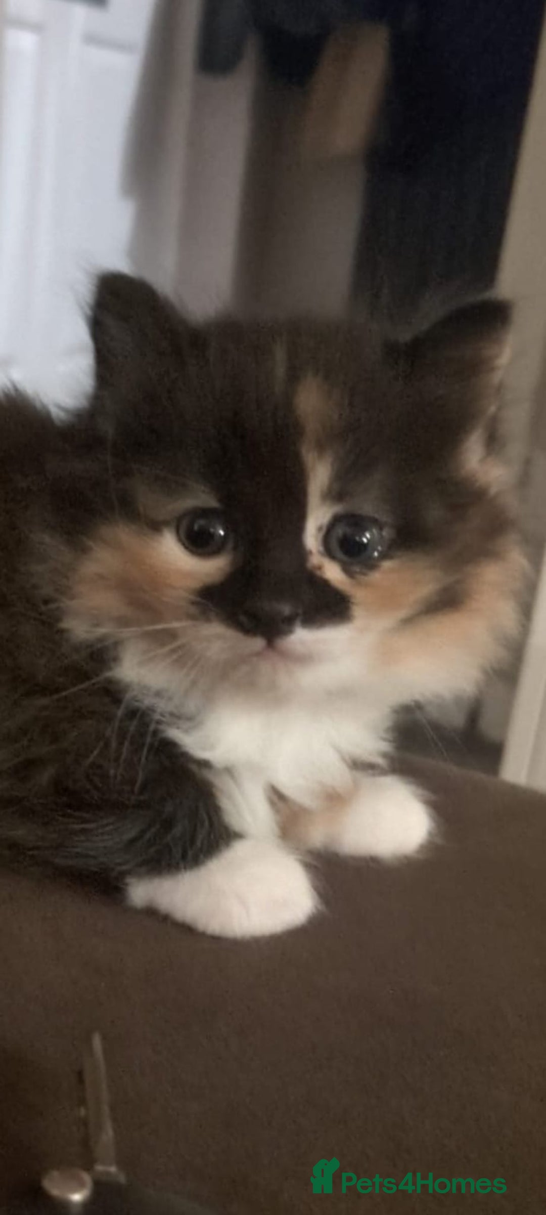 Mixed Breed cats for sale: Beautiful kittens  - Image 1