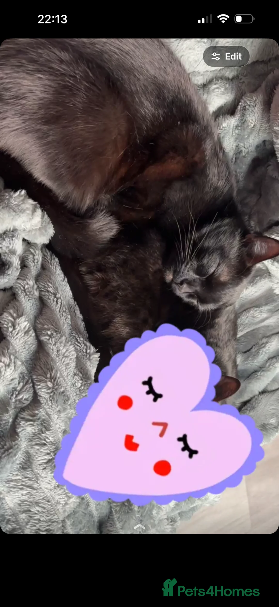 Turkish Angora cats for sale: Ozzy meowsborne in Kettering - Advert 2