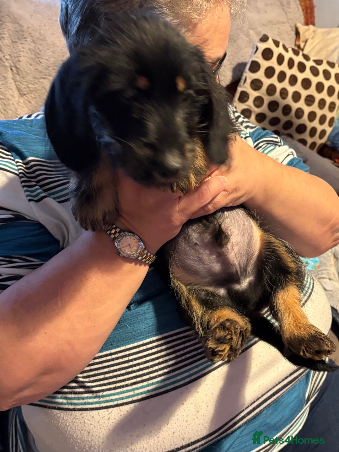 Mixed Breed dogs for sale: Beautiful Dorkie puppies Ready Now!! - Advert 7
