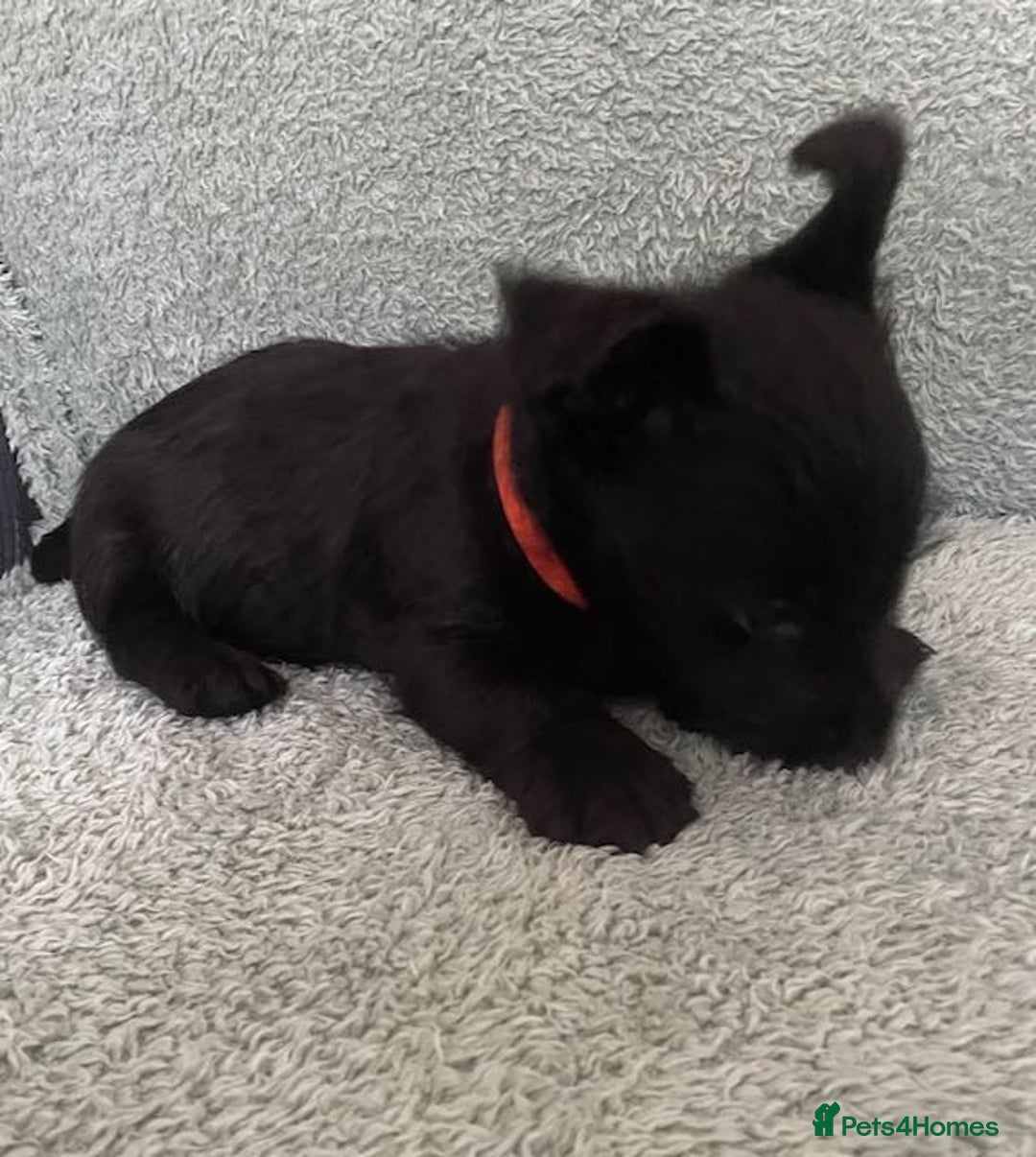 Scottish Terrier dogs for sale: Scottish Terrier puppies - Image 11