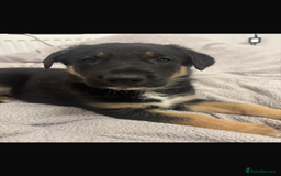 Mixed Breed dogs for sale: 3 fluffy Shollie German Shepard x Boarder Collie - Image 14