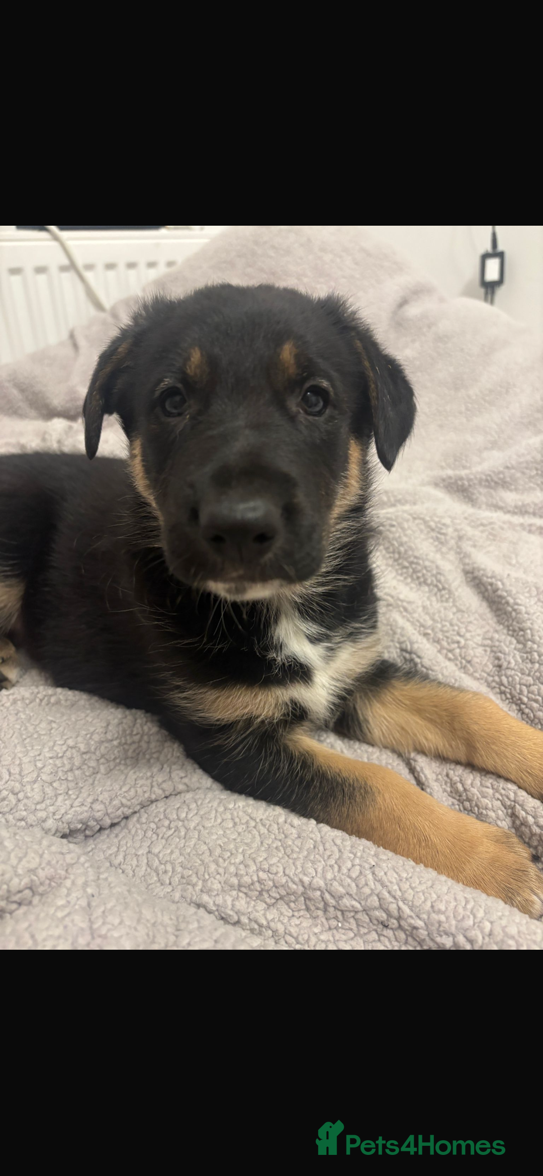 Mixed Breed dogs for sale: 3 fluffy Shollie German Shepard x Boarder Collie - Image 14