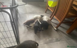 Sprocker dogs for sale: Sprocker puppies  - Image 19