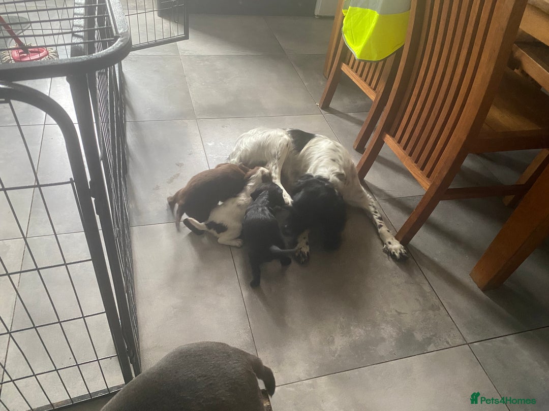 Sprocker dogs for sale: Sprocker puppies  - Image 19