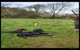 Labrador Retriever dogs for sale: 3x Male labrador puppies  - Image 8