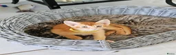 Abyssinian cats for sale: Abyssinian kittens - Advert 13