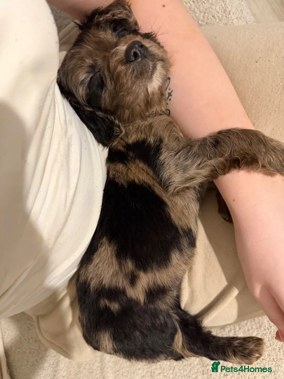 Cocker Spaniel dogs for sale: Cocker Spaniel Puppy - Advert 2