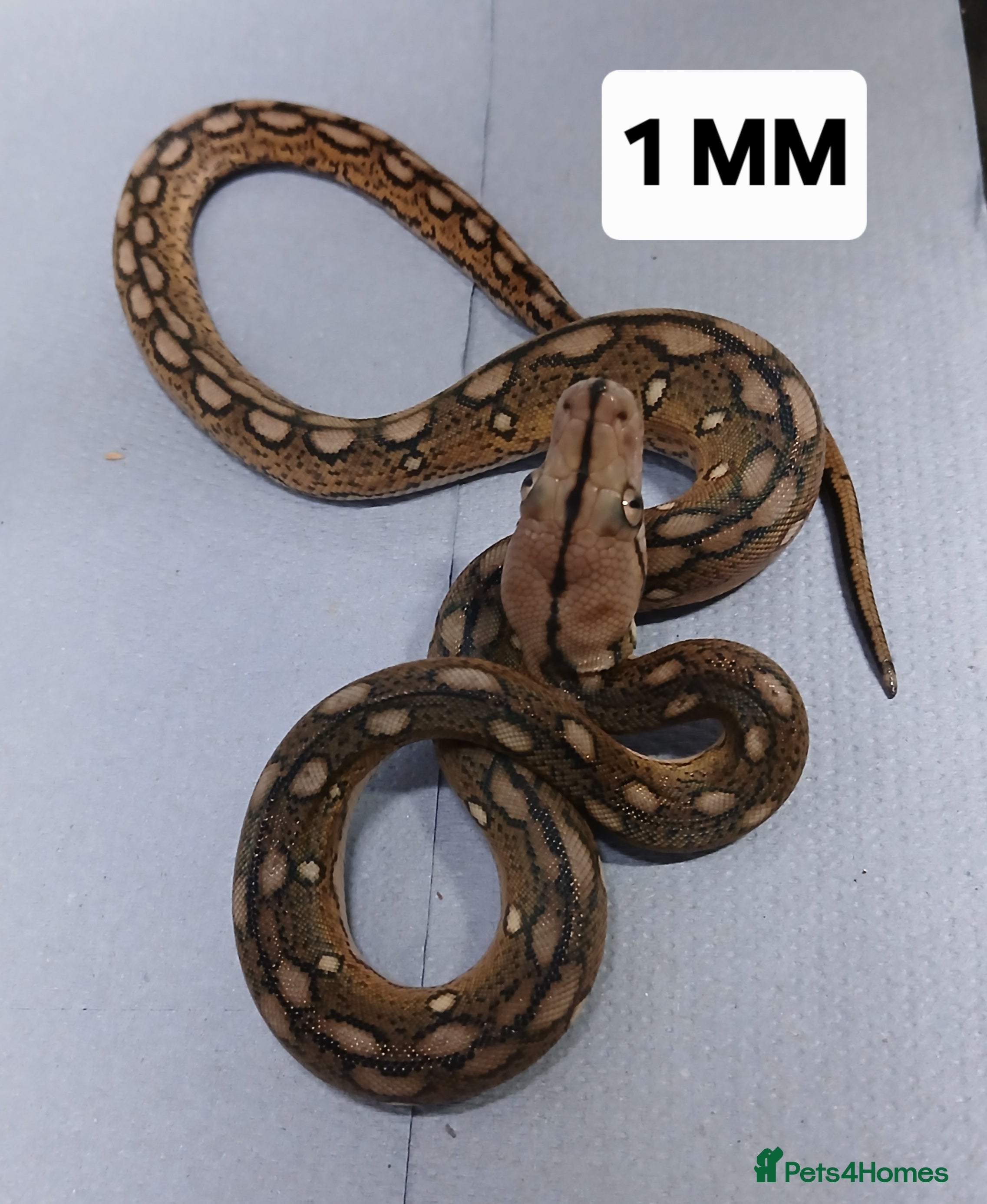 Python Snake reptiles Malayan Python Male - Advert 1