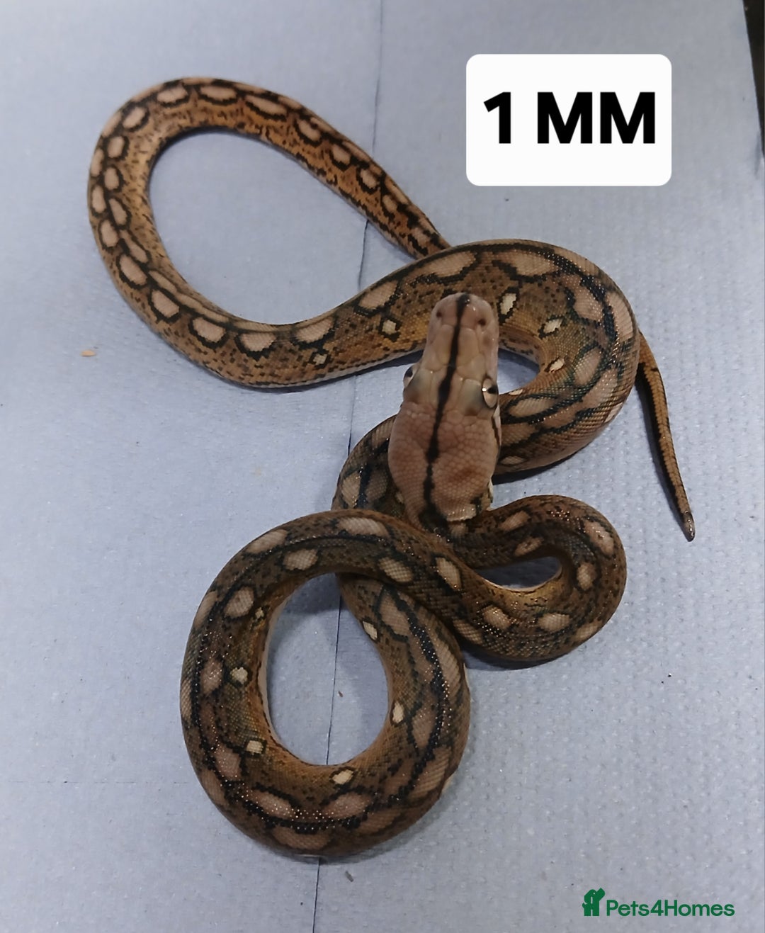 Python Snake reptiles for sale: Malayan Python Male - Advert 1