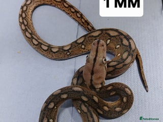 Python Snake reptiles Malayan Python Male - Advert 1