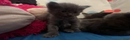 Mixed Breed cats for sale: Domestic short hair x ragdoll - Advert 6