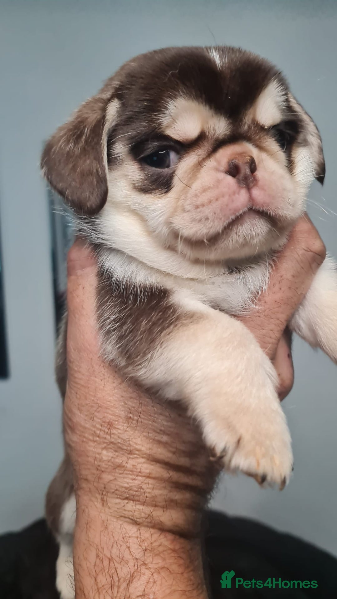 Pug dogs for sale: Pug 1 boy kc  - Advert 23