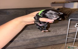 Mixed Breed dogs for sale: Gorgeous sprockerpoo puppies 🐶 - Image 3