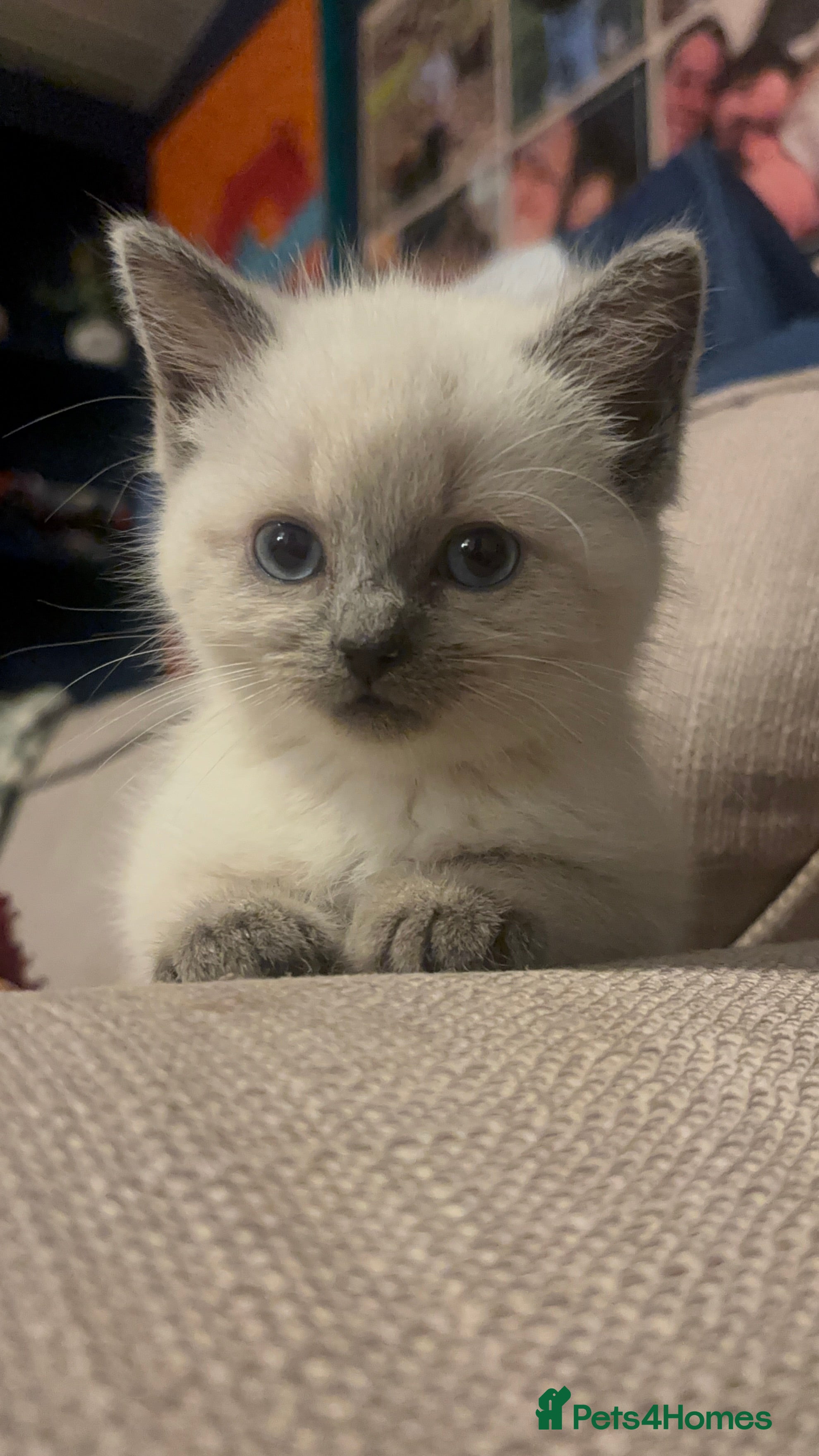 Ragdoll cats Cute ragdoll x silver tabby Angora - Advert 4