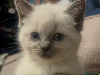 Ragdoll cats Cute ragdoll x silver tabby Angora - Advert 1