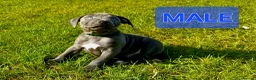 Staffordshire Bull Terrier dogs for sale: BLUE STAFFORDSHIRE BULL TERRIOR PUPPYIES in Birmingham - Advert 2