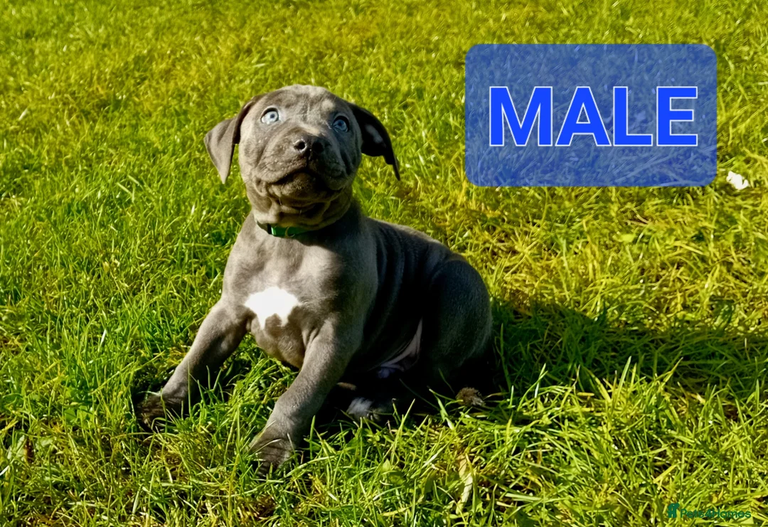 Staffordshire Bull Terrier dogs for sale: BLUE STAFFORDSHIRE BULL TERRIOR PUPPYIES in Birmingham - Advert 2