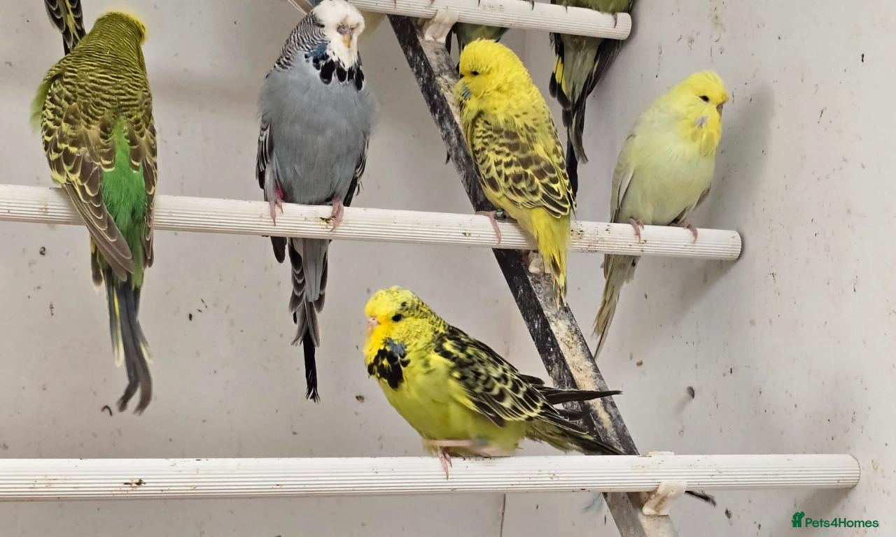 Budgerigars birds for sale: 2026 bred budgies for sale - Advert 2
