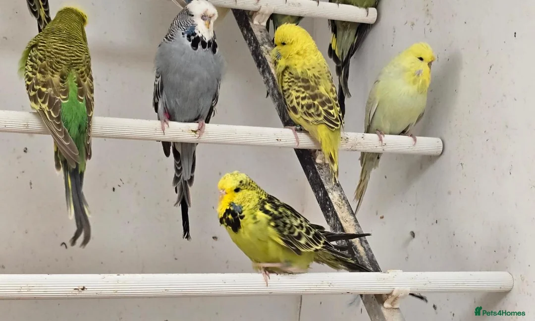 Budgerigars birds for sale: 2026 bred budgies for sale - Advert 2