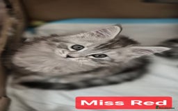 Maine Coon cats for sale: GCCF Pedigree Rare Red Shaded Silver Maine Coons - Advert 4