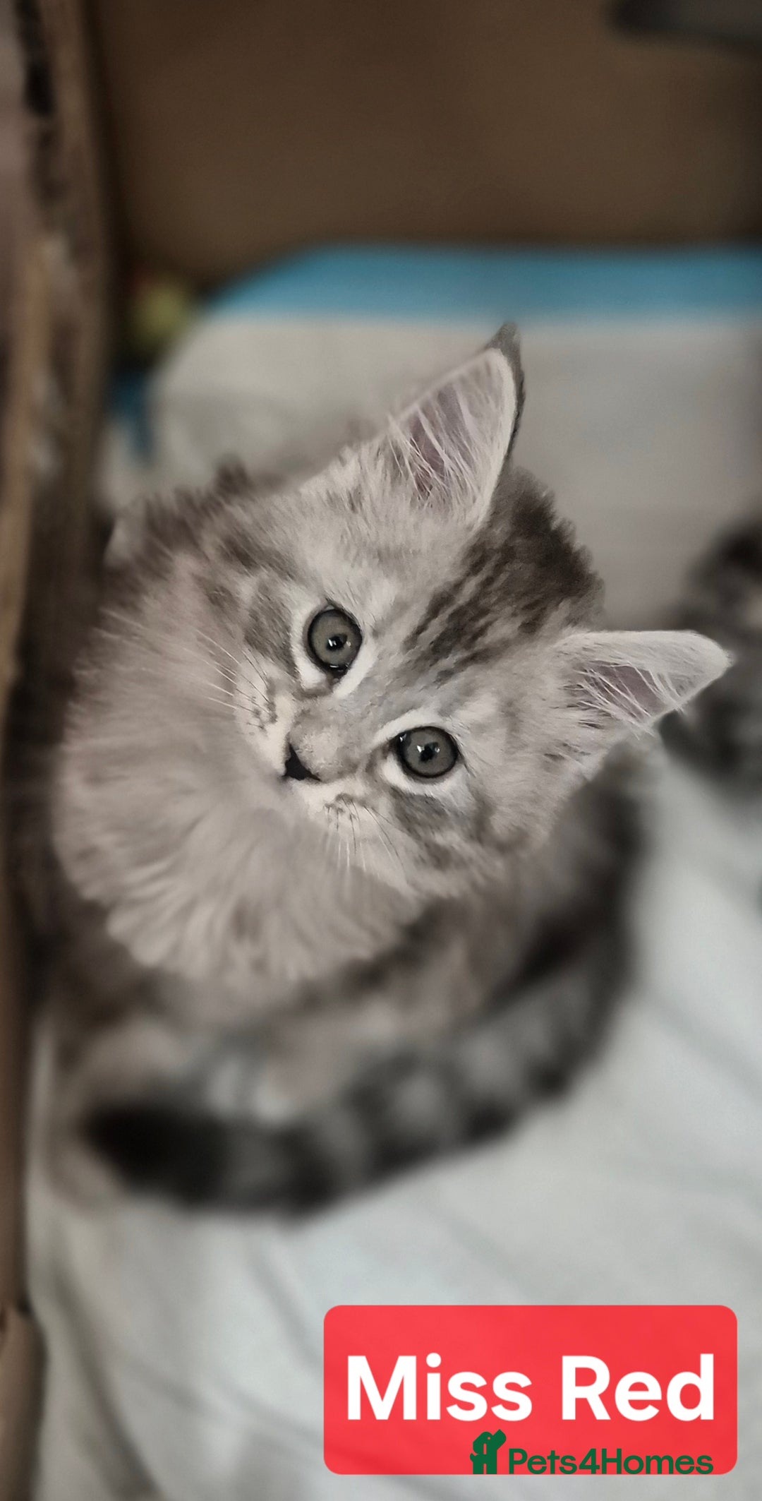 Maine Coon cats for sale: GCCF Pedigree Rare Red Shaded Silver Maine Coons - Advert 4