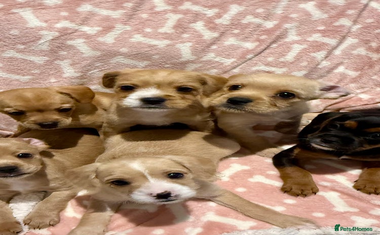 Mixed Breed dogs 🐶 Adorable F1 Frenchie x Cavapoo Pups 🐾 - Advert 3