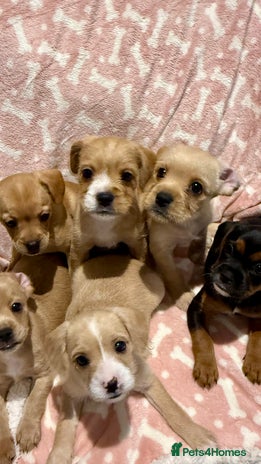 Mixed Breed dogs 🐶 Adorable F1 Frenchie x Cavapoo Pups 🐾 - Advert 16