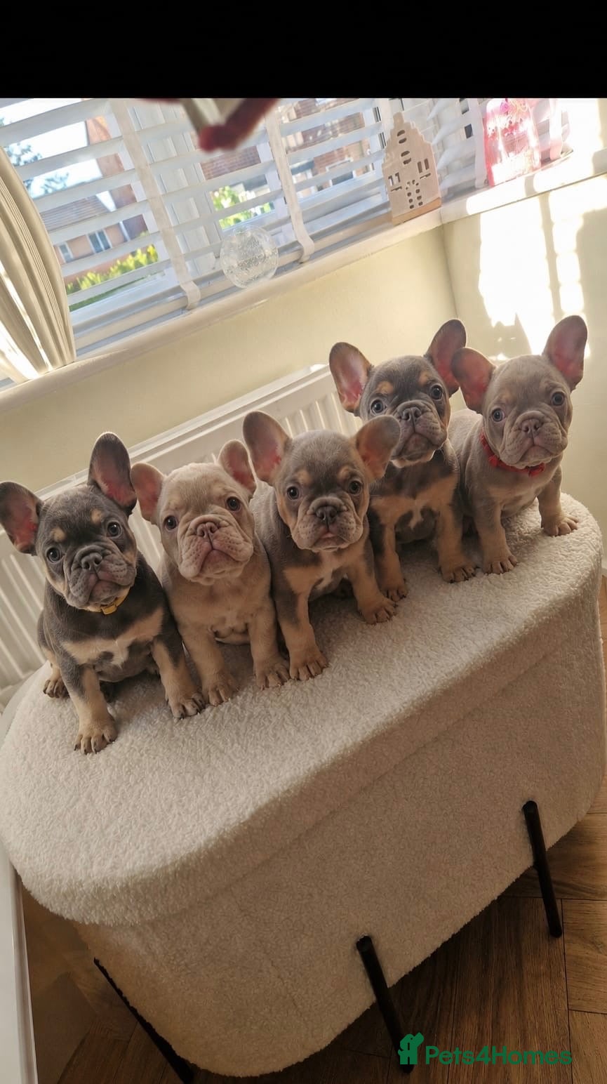 French Bulldog dogs 6 Female French Bulldog Puppy  - Advert 1