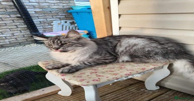 Maine Coon cats - Advert 3