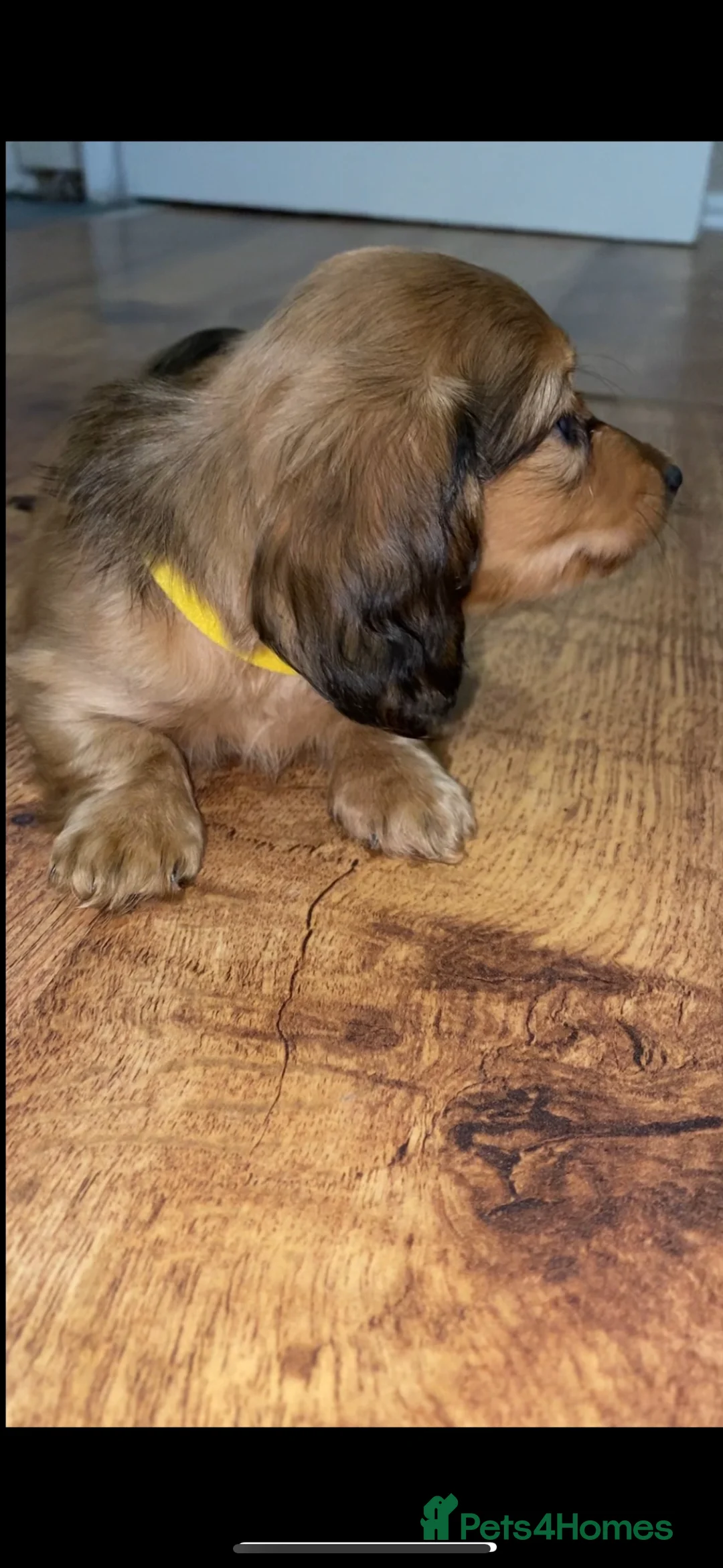 Dachshund dogs for sale: 2 dachshund left  - Advert 4