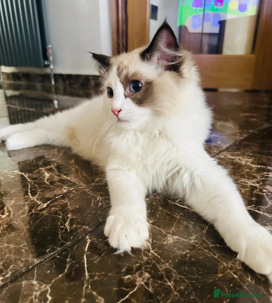 Ragdoll cats for sale:  Tica registered full pedigree ragdolls - Advert 2