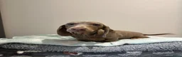 Miniature Dachshund dogs for sale: *ONLY 1 LEFT* Beautiful Miniature Dachshunds - Advert 5