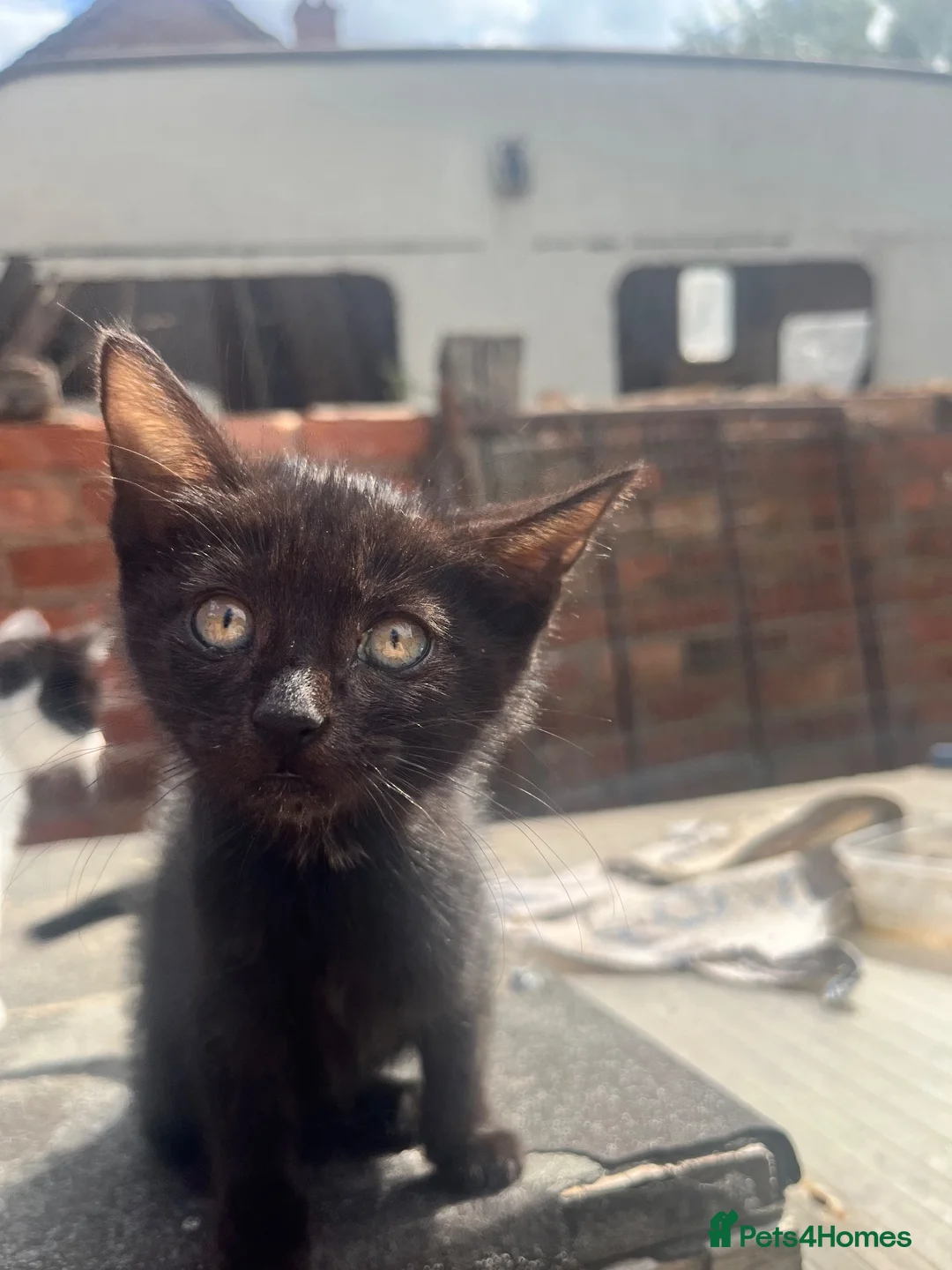 Mixed Breed cats for sale: 4 Beautiful Female Kittens (10 Weeks Old) - Advert 2